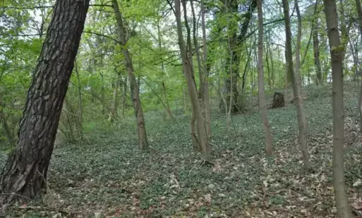 Zdjęcie do Cmentarze żydowskie w Czarnkowie